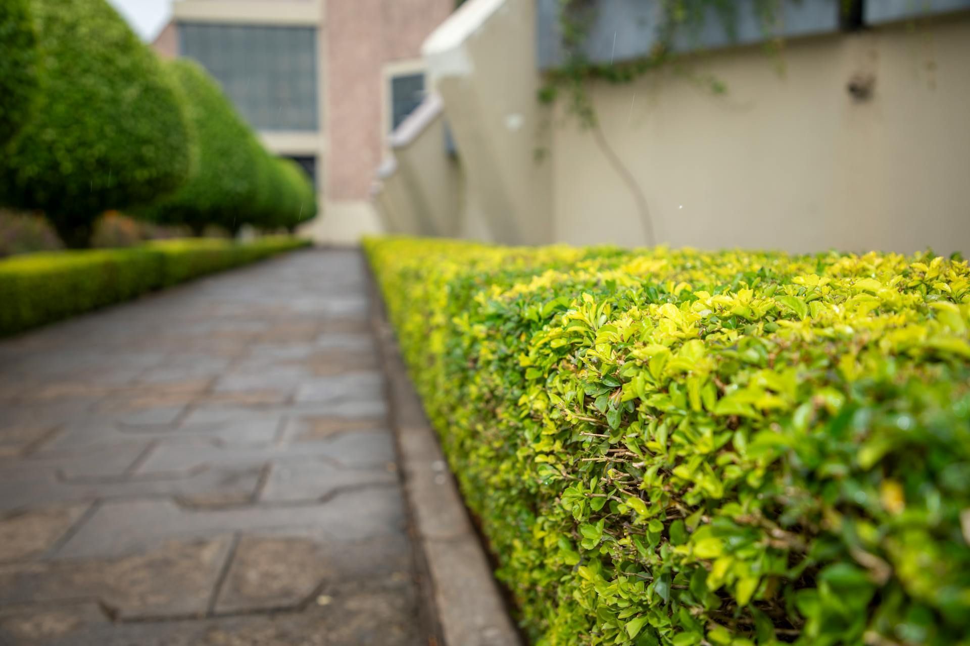 Water-Wise Softscapes