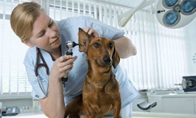 Pet Surgery — Veterinarian Doing Some Checkup On The Dog's Ear In Taylor, MI
