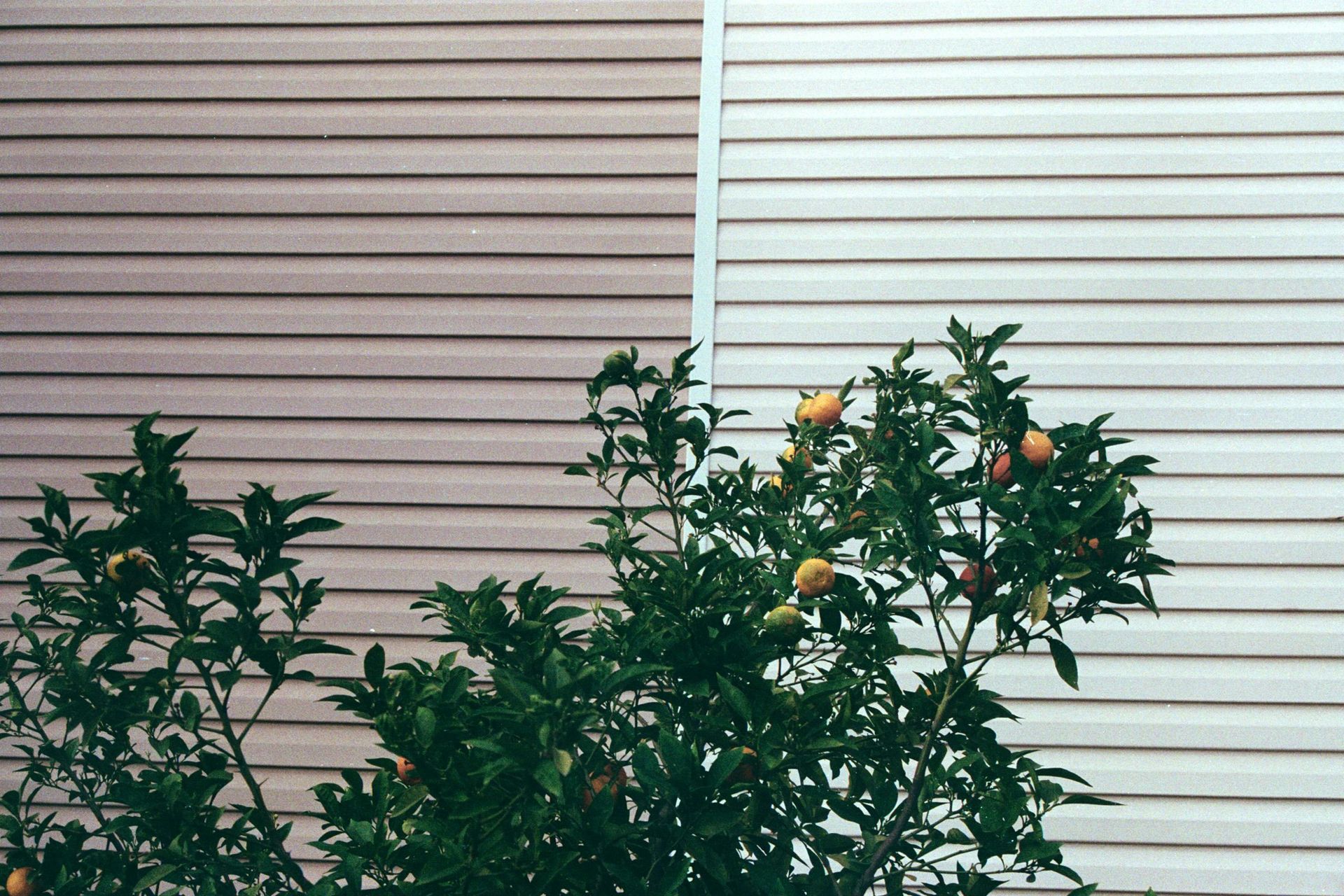 A tree with fruit growing in front of a house