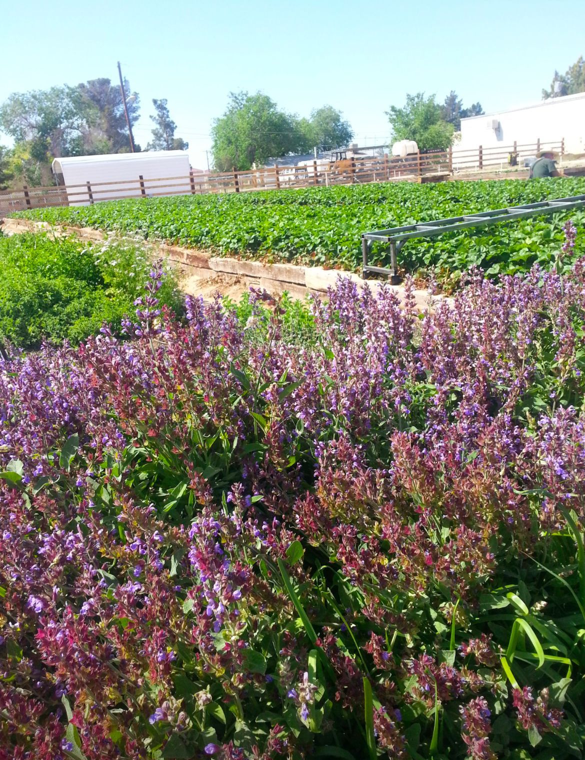 Purple flowering plants in foreground, green crops and farm structures in background.