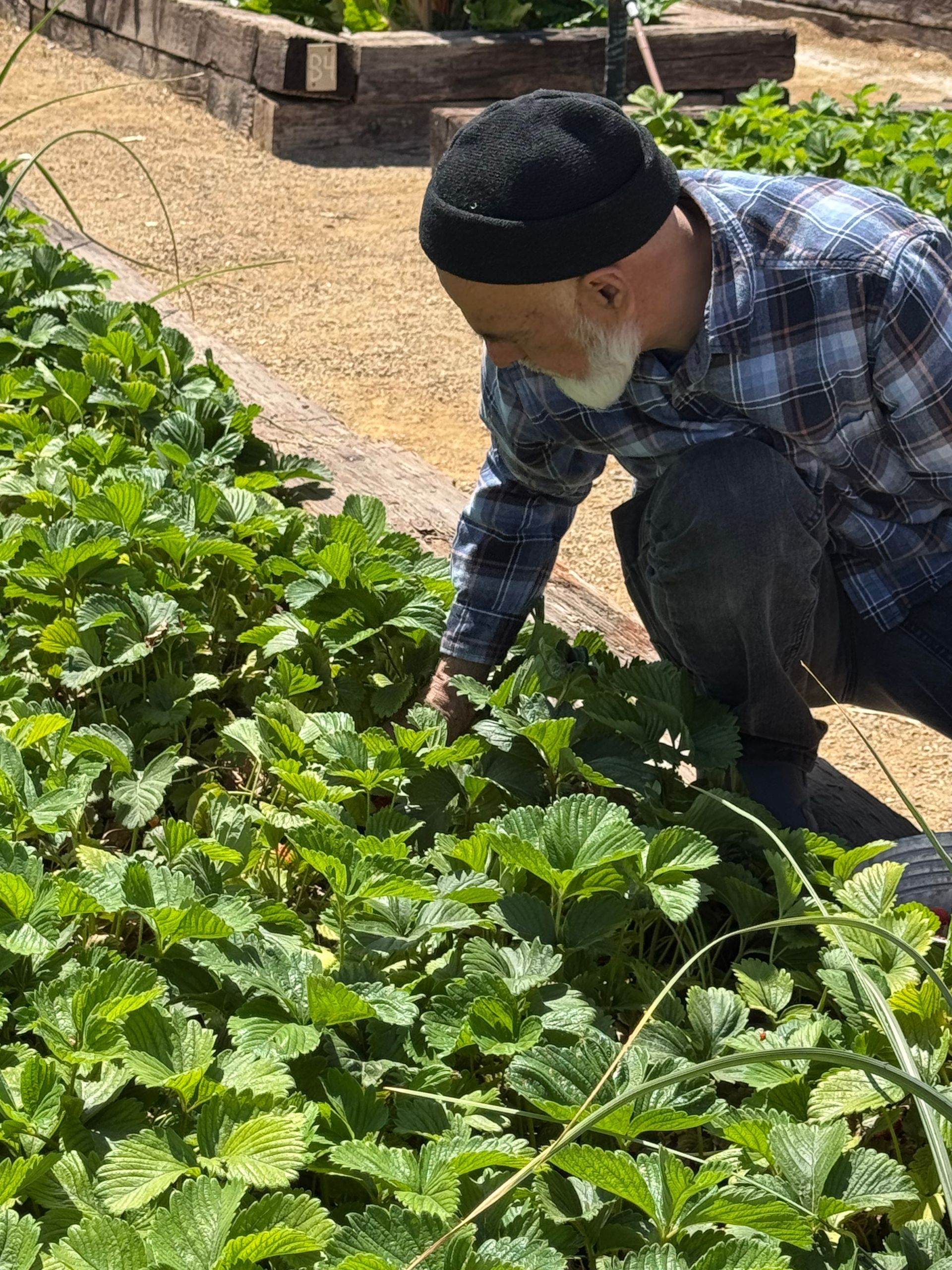 Man in black cap and plaid shirt tending a strawberry patch in a garden.