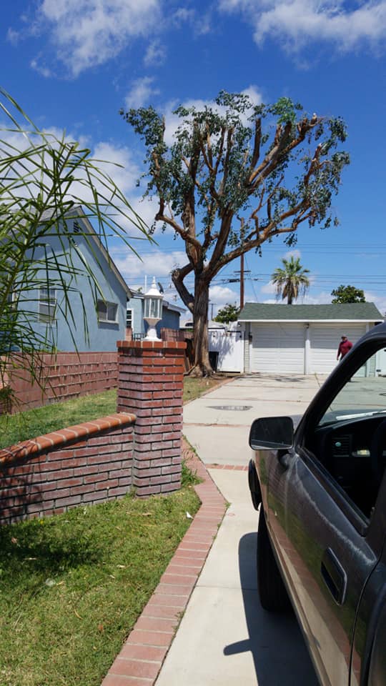 Car parked in front of house driveway — Anaheim, CA — SG Gardening Landscape & Tree Services