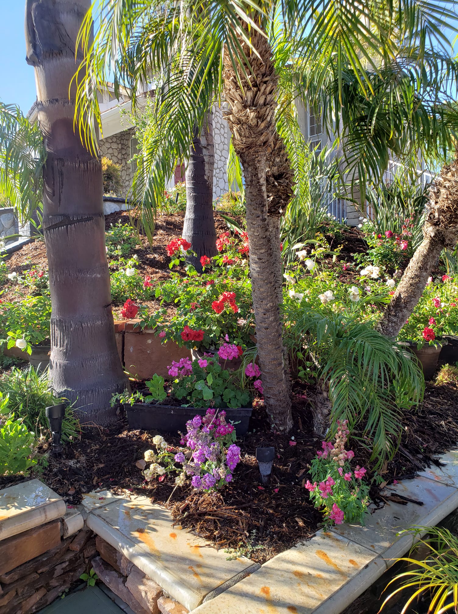 Nice garden with three trees — Anaheim, CA — SG Gardening Landscape & Tree Services
