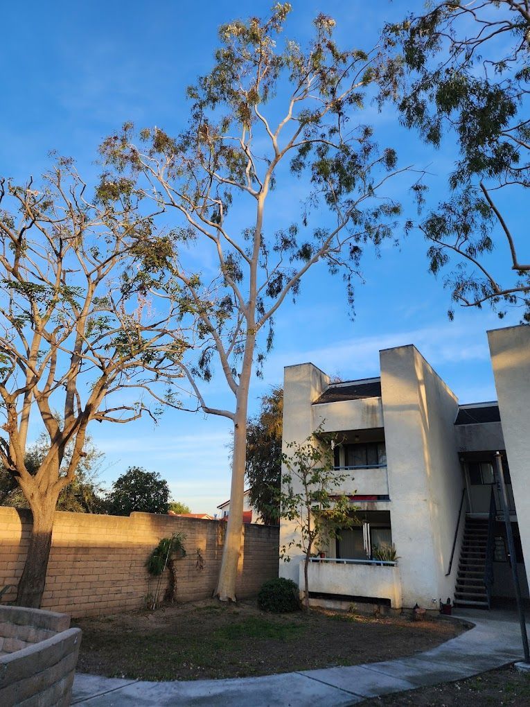 A white building with a tree in front of it