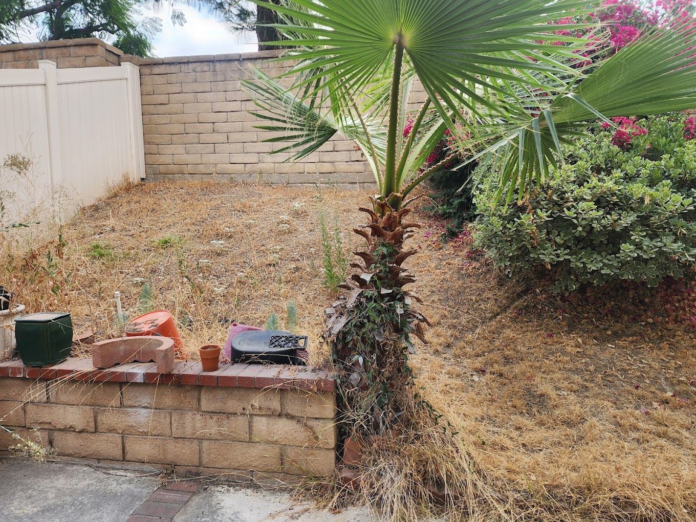 A palm tree in a backyard next to a brick wall.