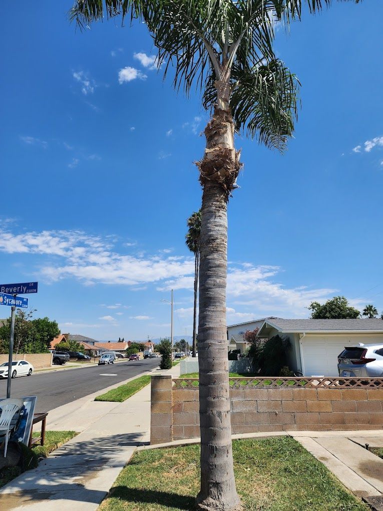 A palm tree is standing in the middle of a residential street.
