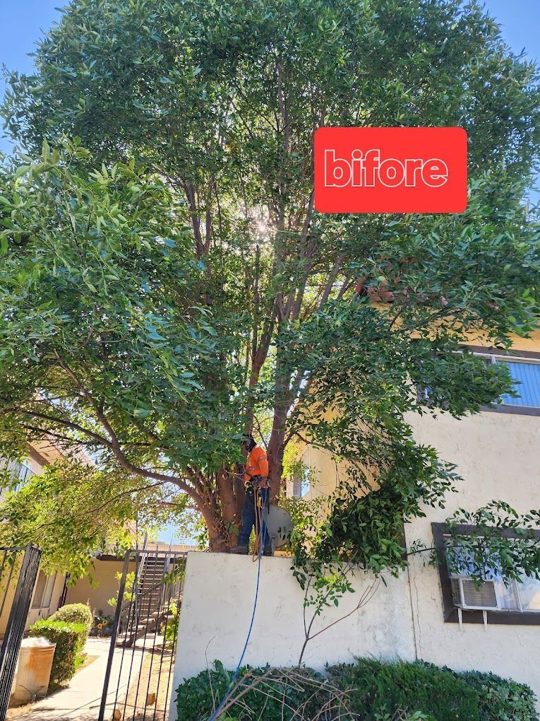 A man is climbing a tree in front of a building.