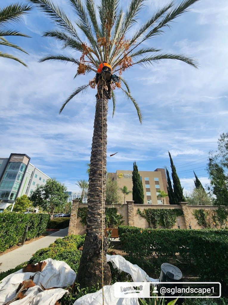 A man is climbing a palm tree in a park.