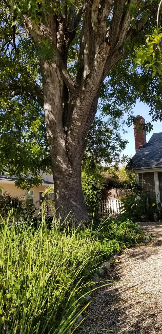 Large tree next to house — Anaheim, CA — SG Gardening Landscape & Tree Services