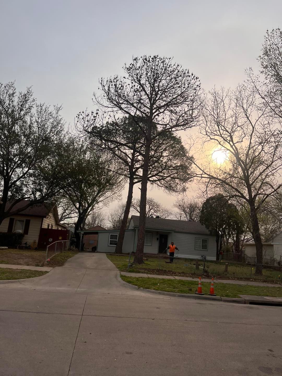 #1 Rated Tree Stump Grinding Company in Irving