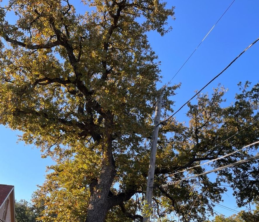 Top Rated Tree Removal Company in Irving, TX