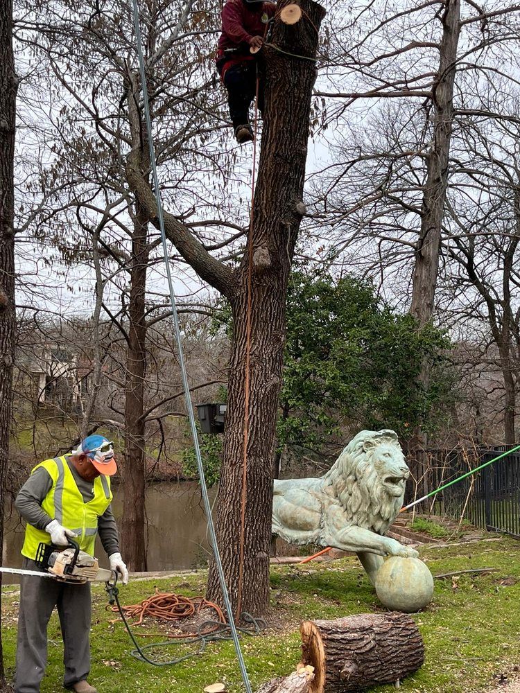 Top Rated Lot Clearing Company in Irving, T