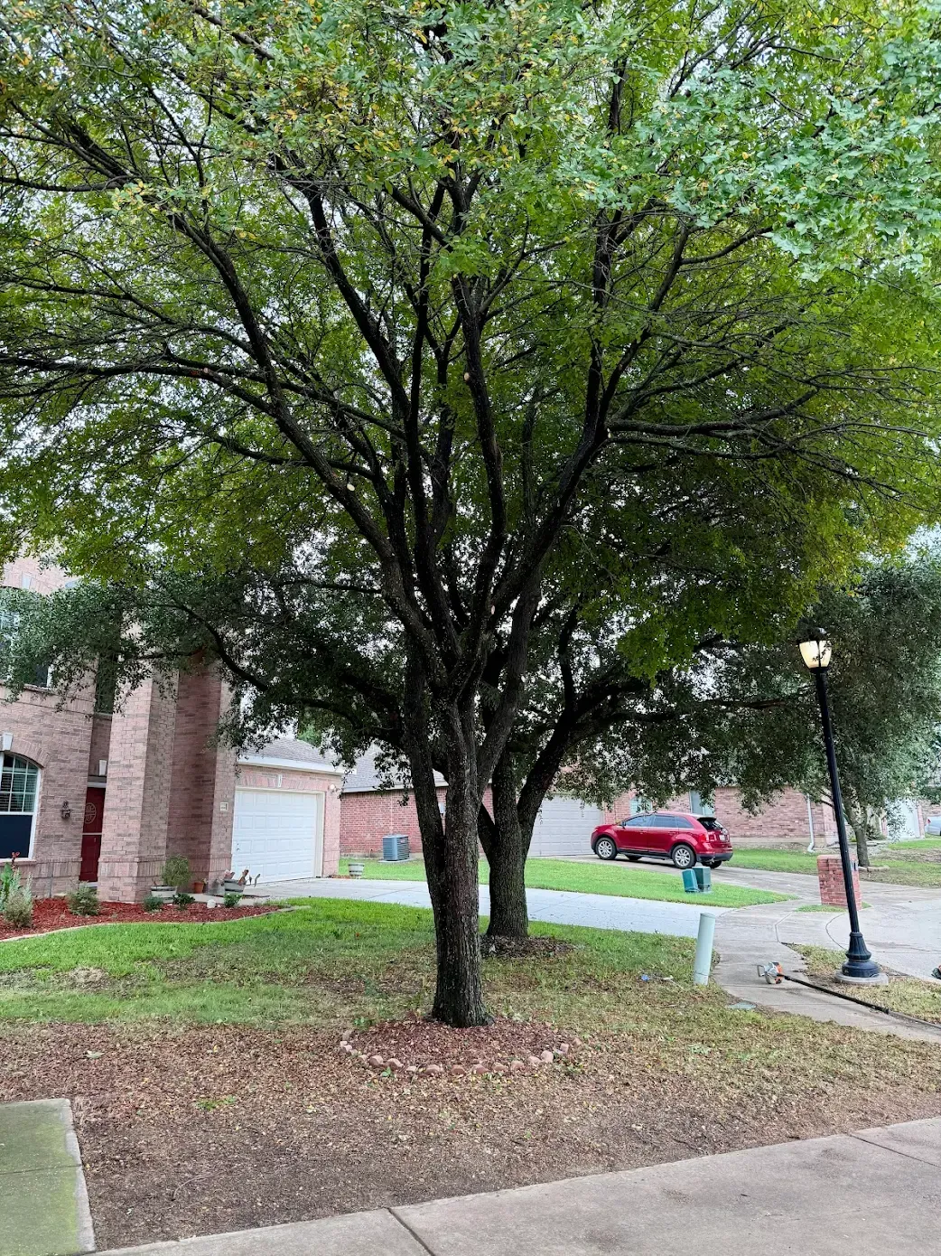 #1 Rated Tree Trimming & Removal Company in Irving