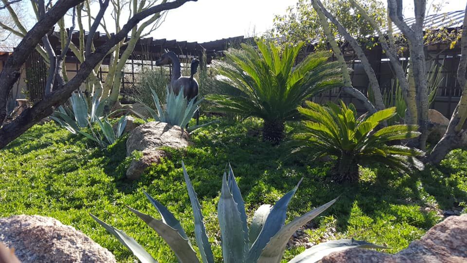 A lush green garden with a lot of plants and rocks