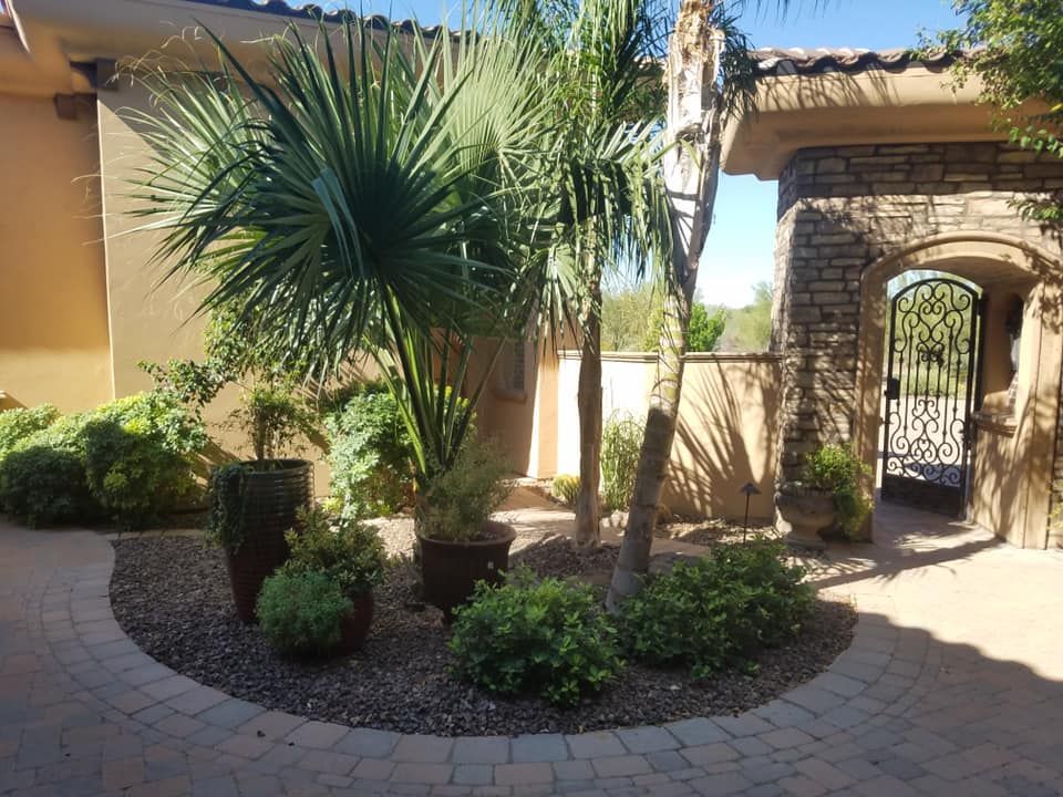 A garden with palm trees and bushes in front of a house