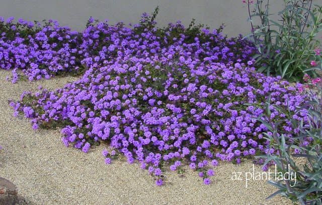 A bed of purple flowers is growing in the sand.