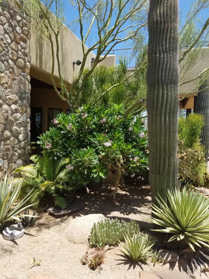 A large saguaro cactus is in the middle of a lush green garden.