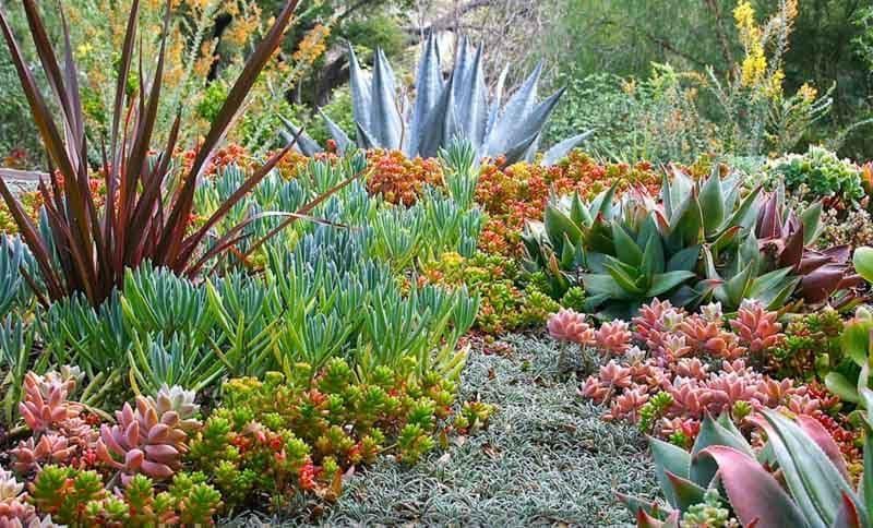 A garden filled with lots of different types of plants and flowers