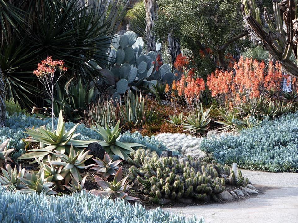 A garden filled with lots of plants and flowers