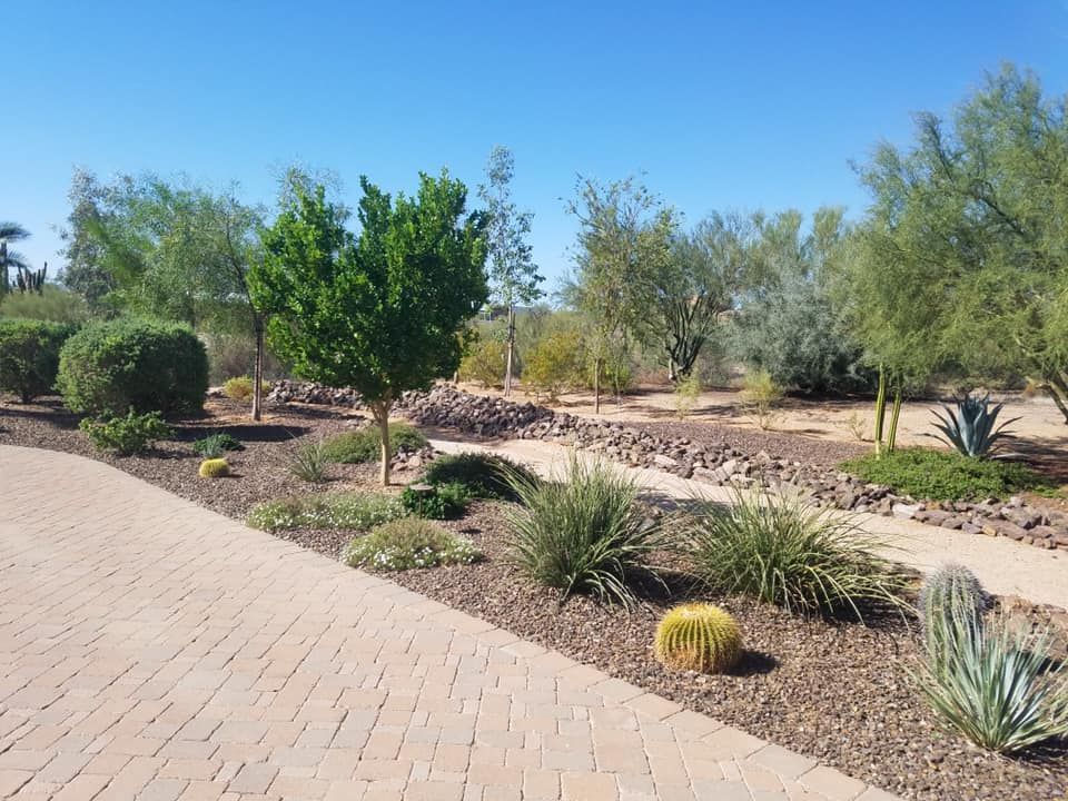 A brick driveway surrounded by cactus and trees on a sunny day