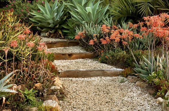 A gravel path in a garden surrounded by plants and flowers.