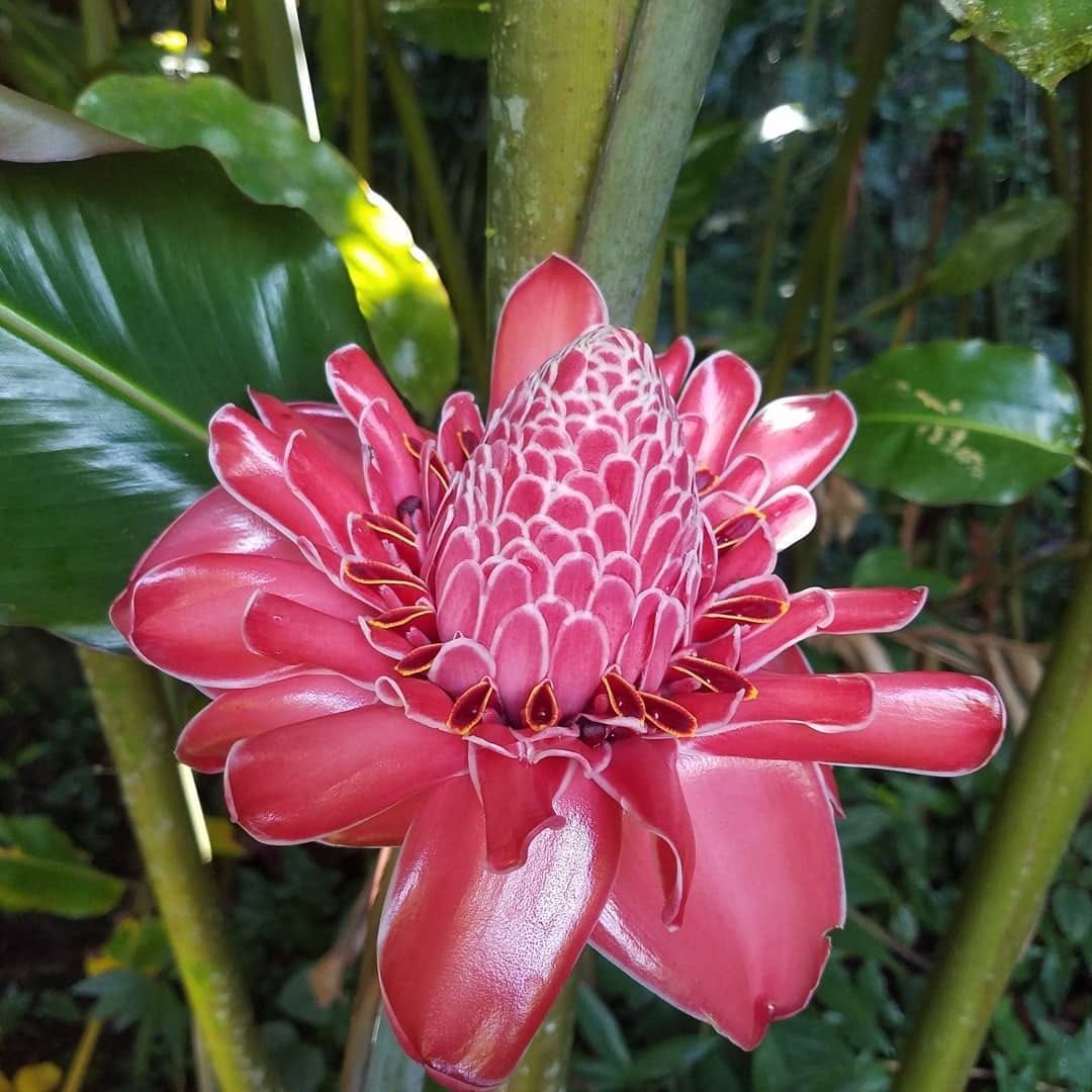 A close up of a pink flower with green leaves in the background