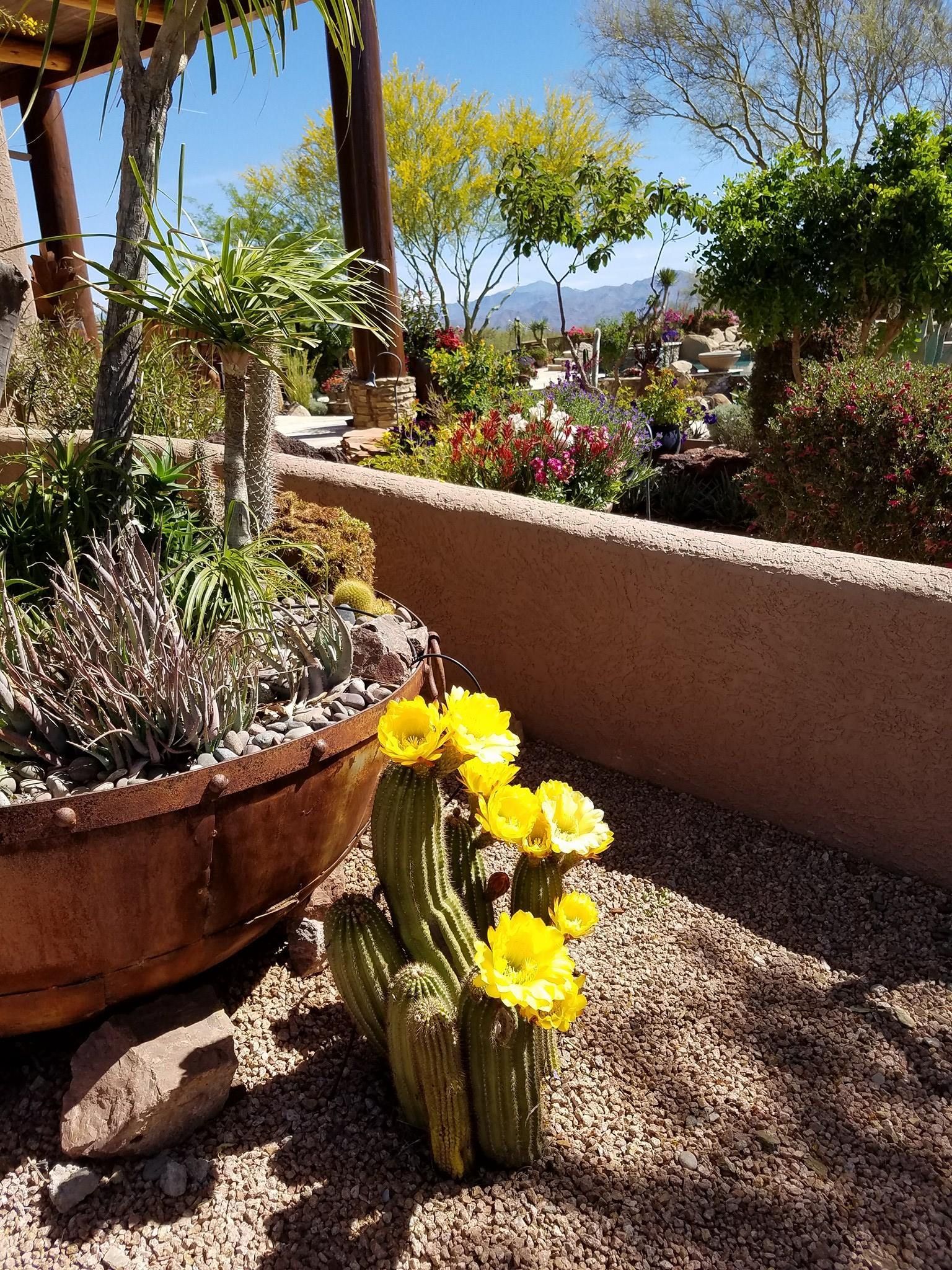 A cactus with yellow flowers in a garden