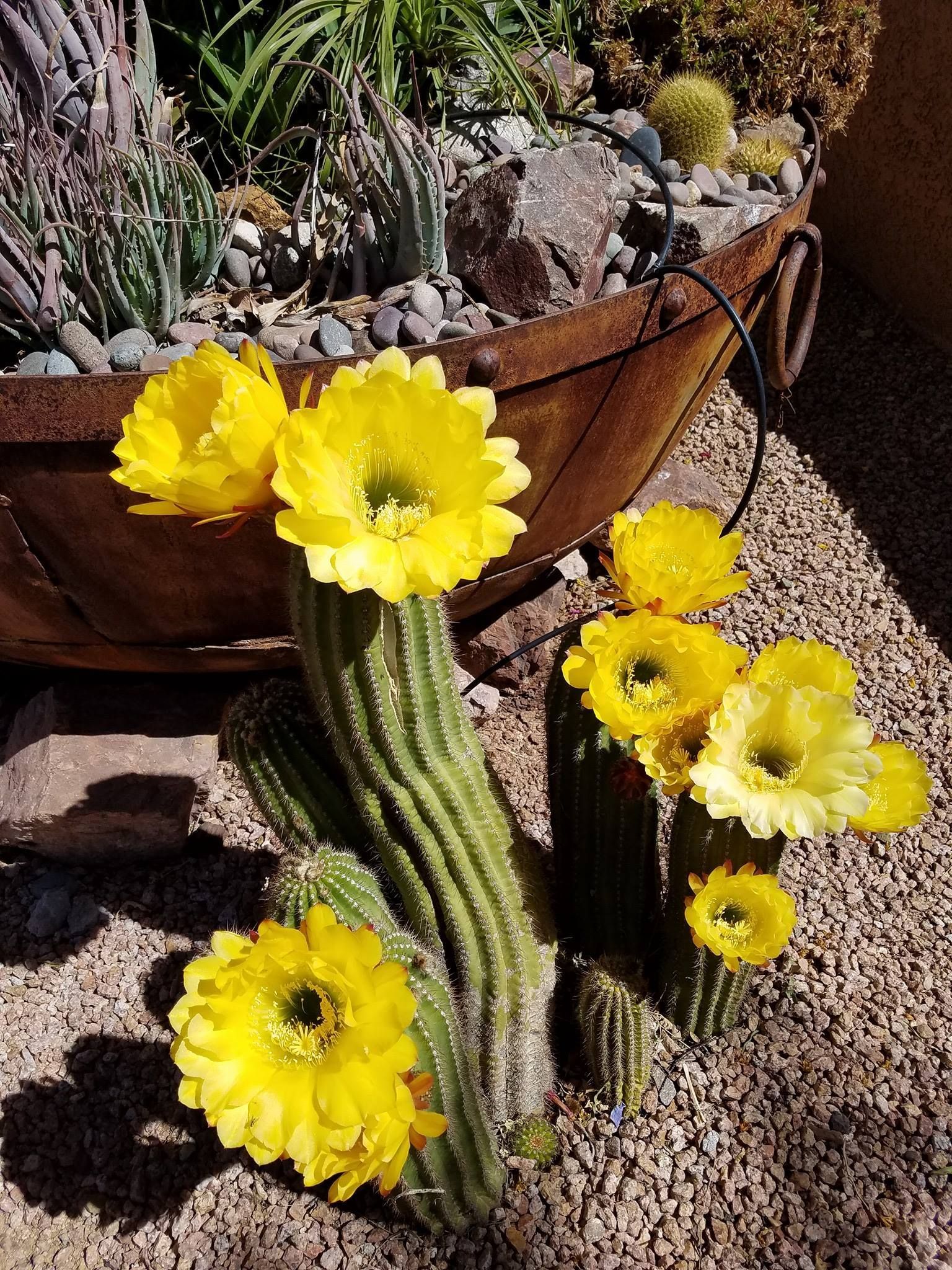 A cactus with yellow flowers is growing in a garden.