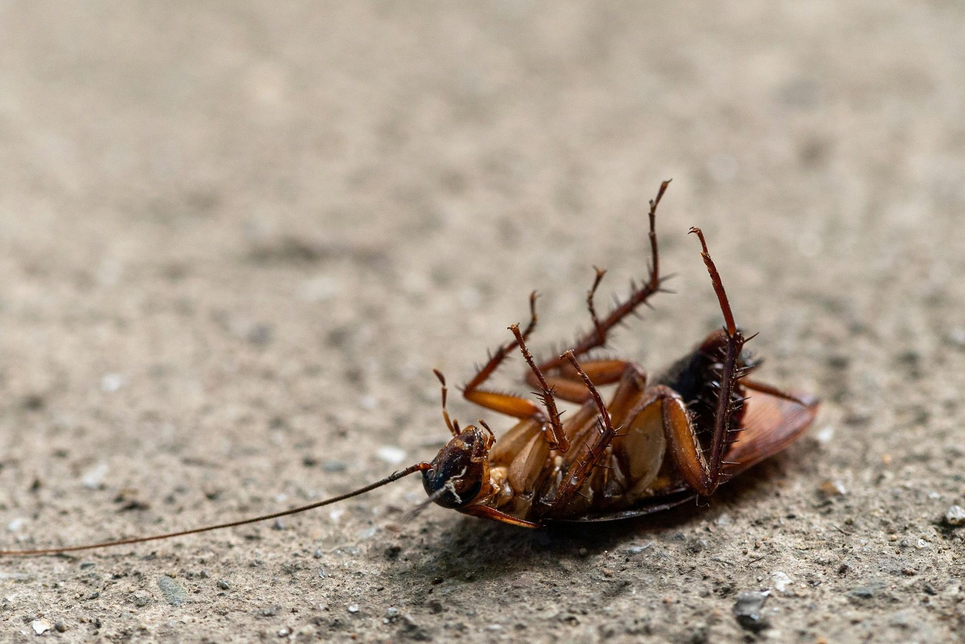 A Close Up of a Dead Cockroach Laying on its Back— TC Pest & Termite Control In Bowral, NSW