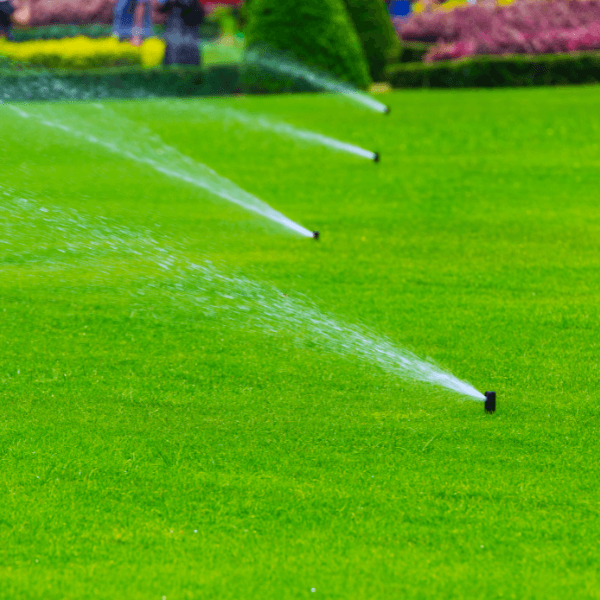 A row of sprinklers spraying water on a lush green lawn.