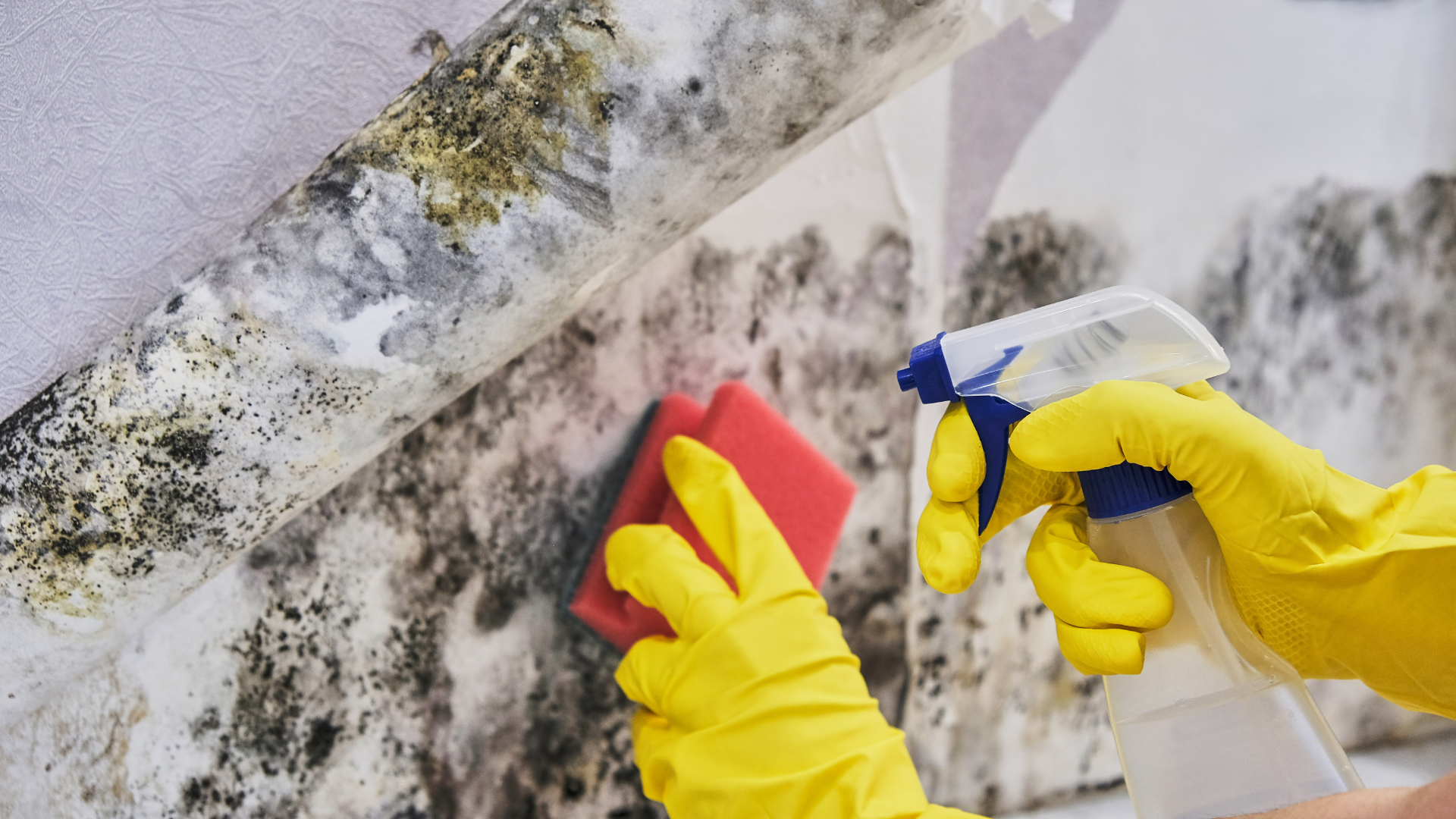 A person wearing yellow gloves is cleaning a wall with a spray bottle and a sponge.