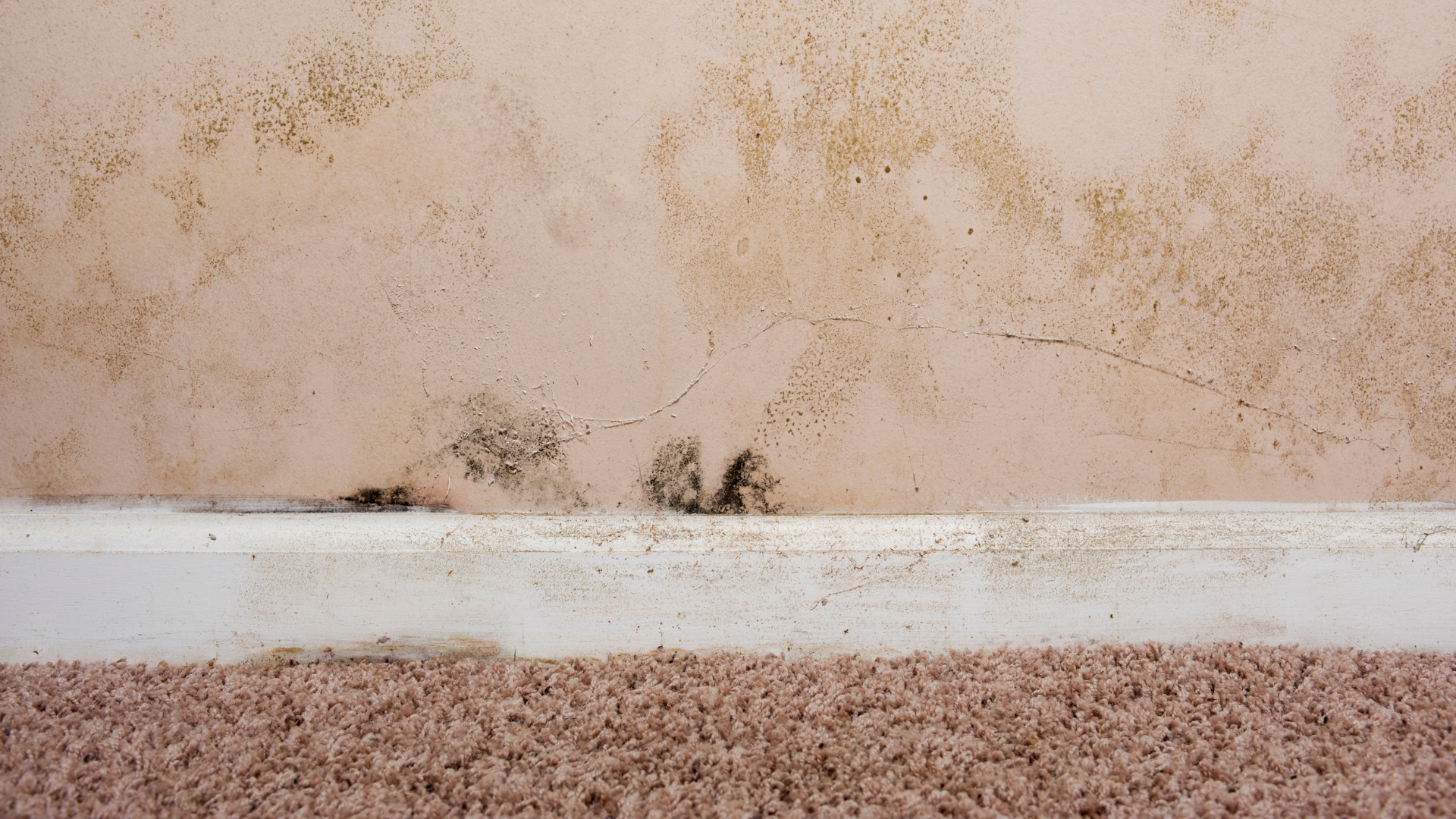 mold removal
