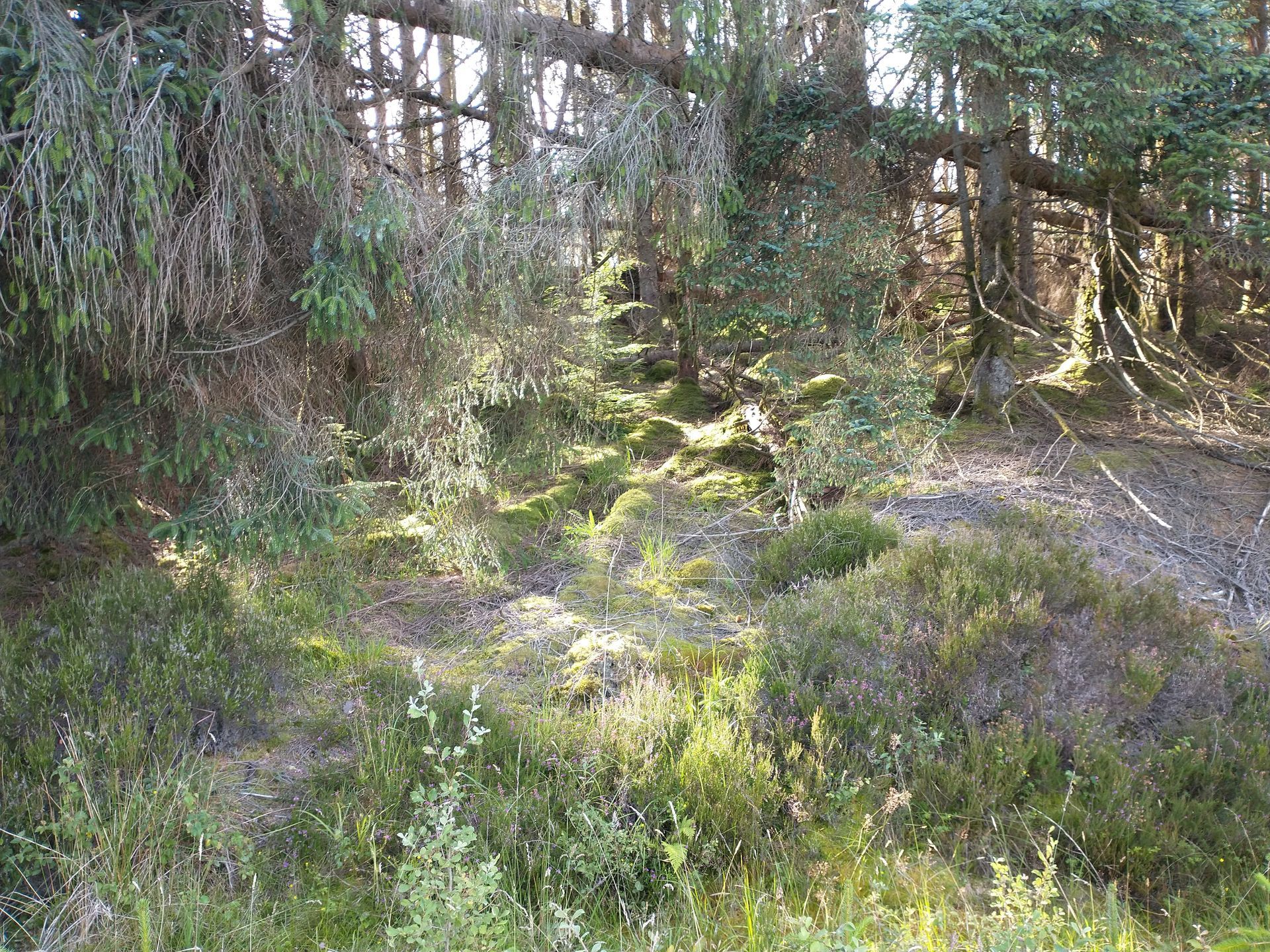 A lush green forest with trees and shrubs. There is no path visible.
