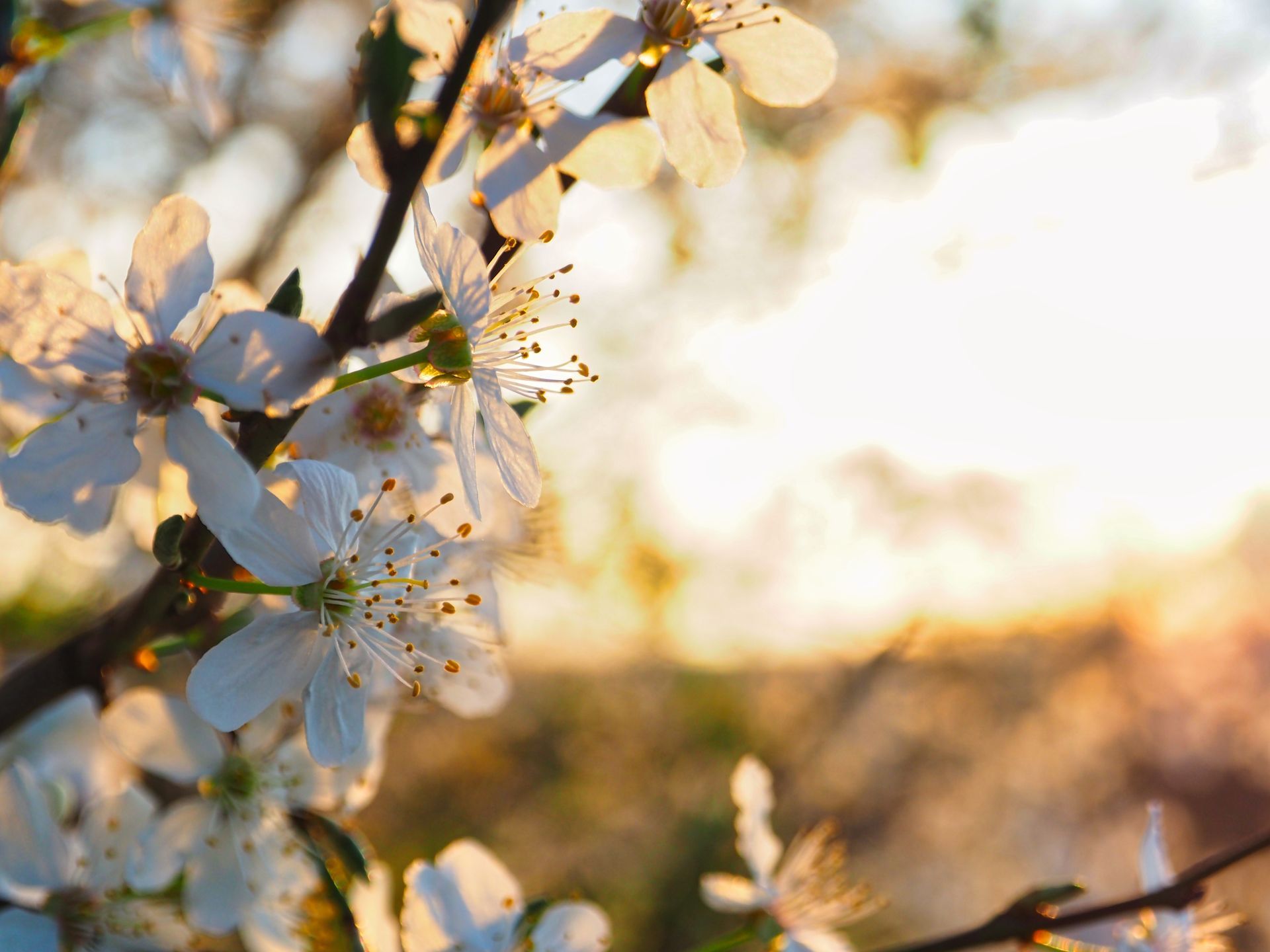 White cherry blossoms bloom on thin branches, backlit by a soft, warm golden sunset.
