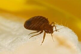Bed Bug - Bed Bug Prevention in Albuquerque