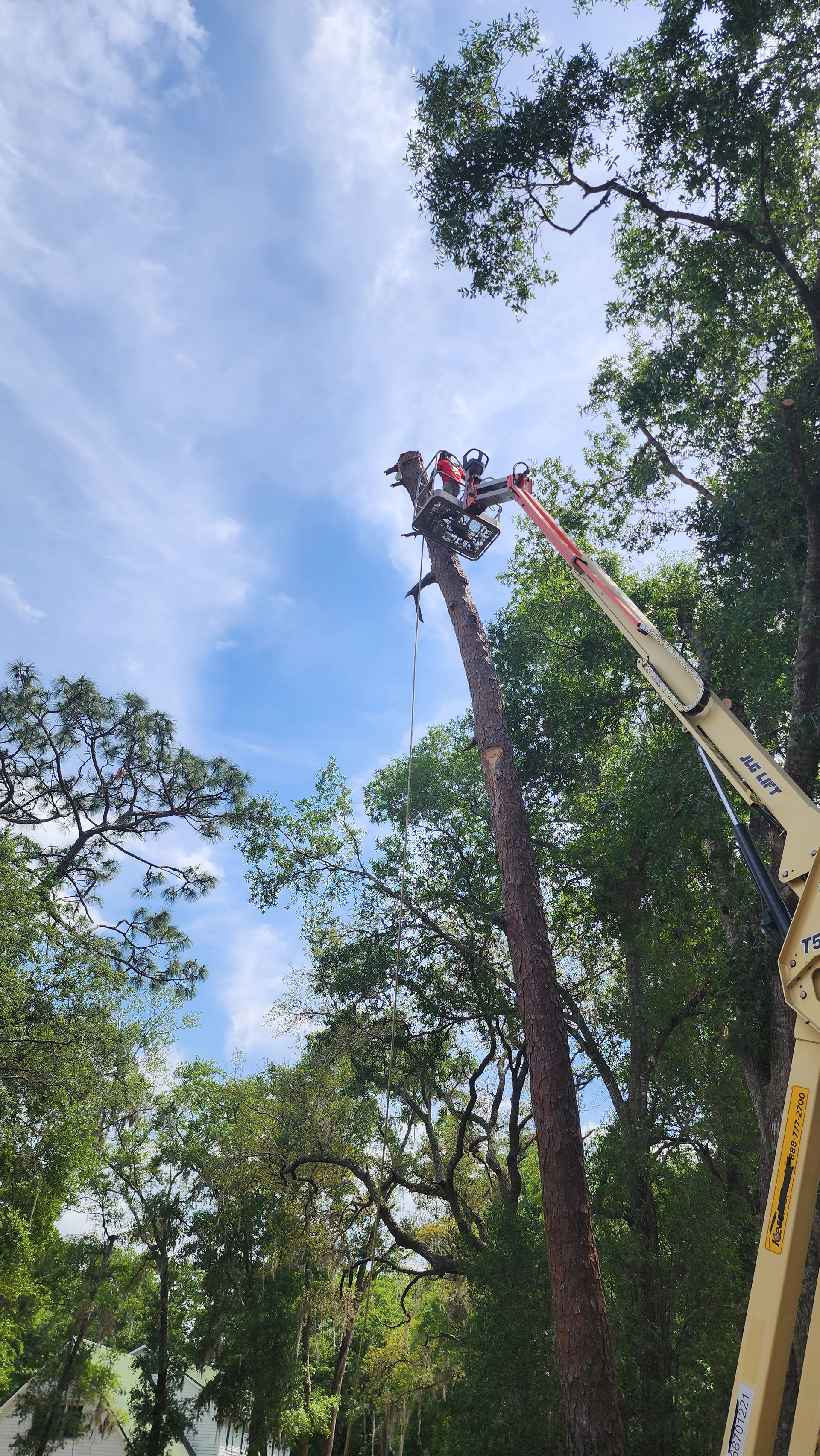 A man is cutting down a tree with a chainsaw