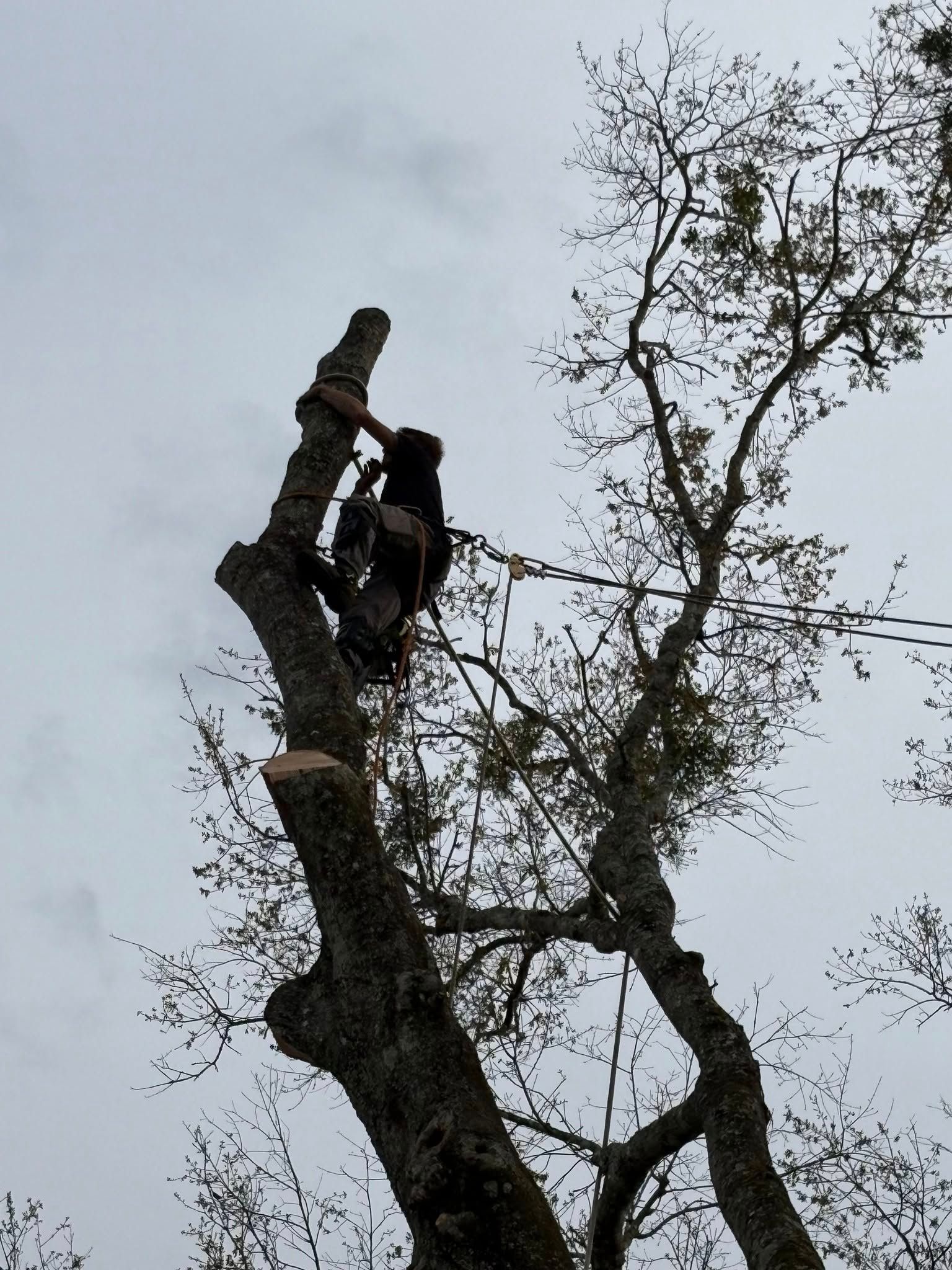 A man is cutting down a tree with a chainsaw