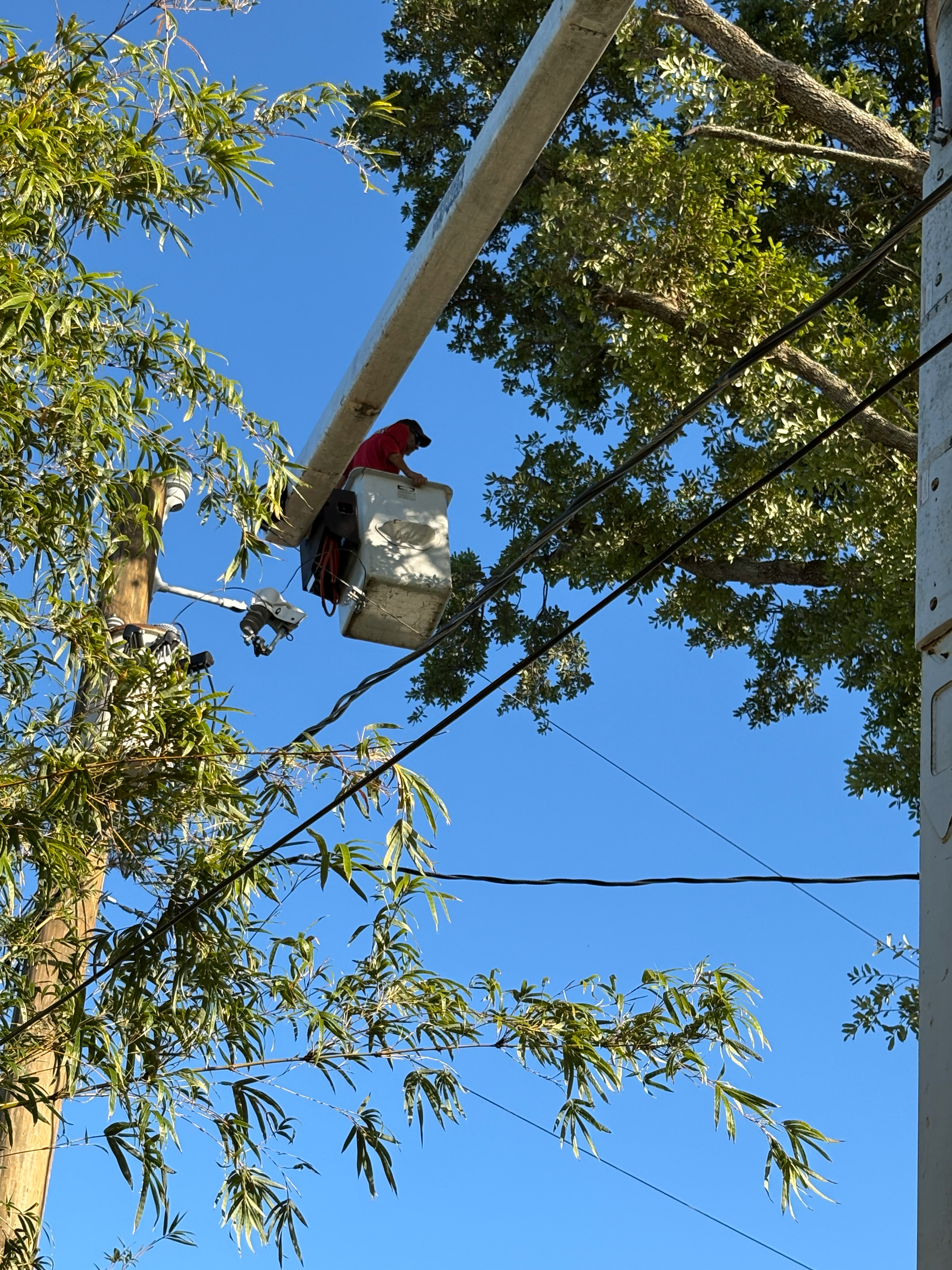 A man is cutting down a tree with a chainsaw
