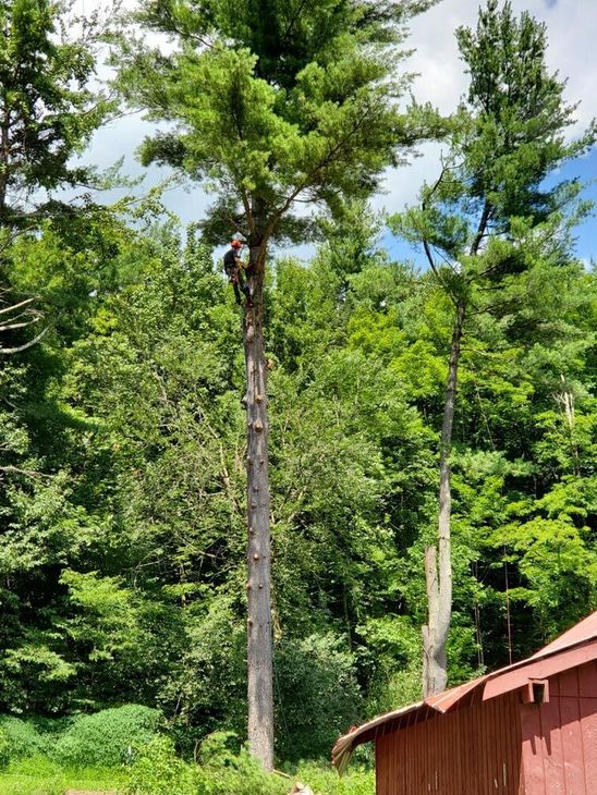 man putting cable on tree