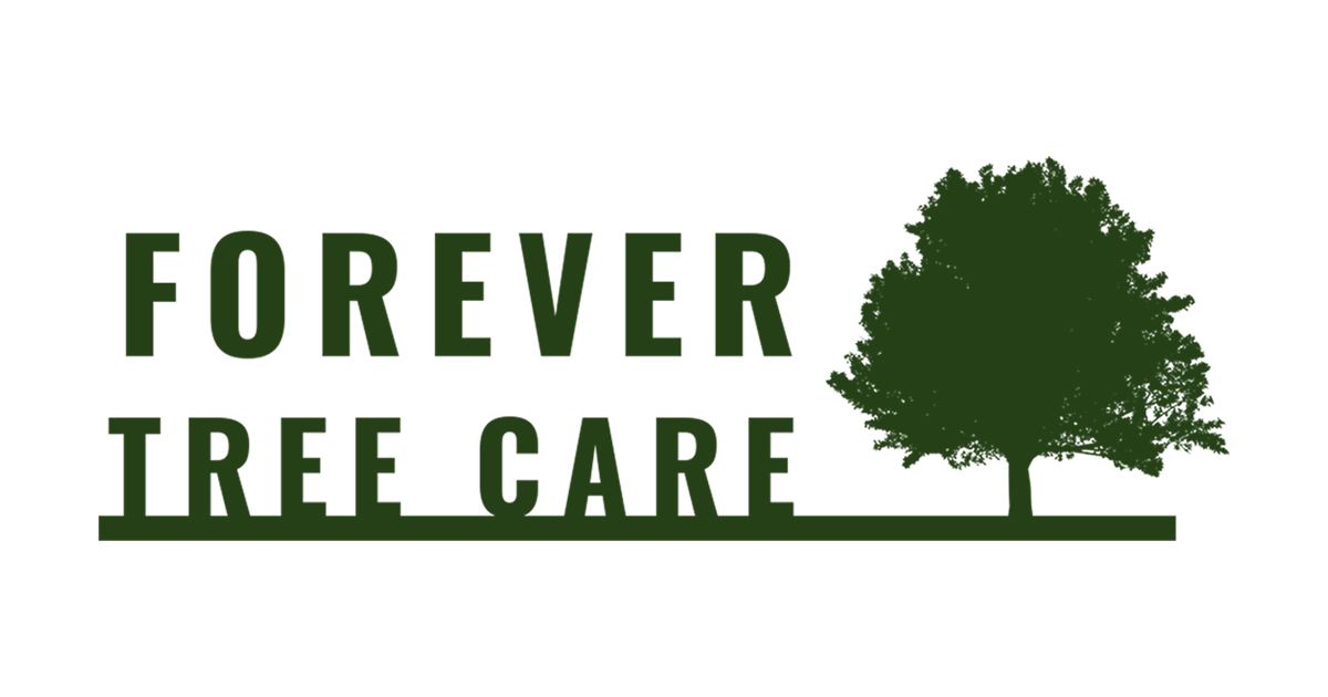 Tree Services, Tree Company Chicopee, MA Forever Tree Care