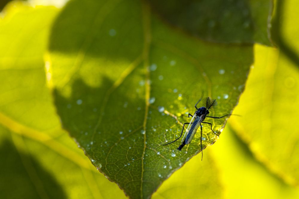 mosquito on leaf