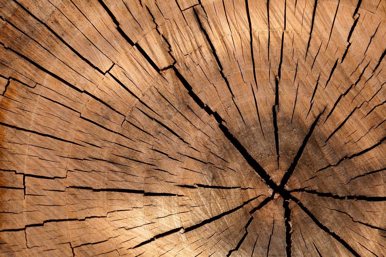 Primo piano di un ceppo di albero che mostra gli anelli annuali