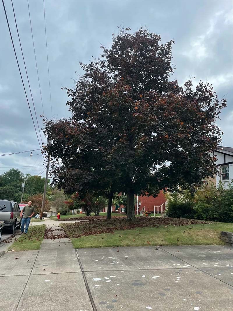 A tree with purple leaves is in the middle of a parking lot.