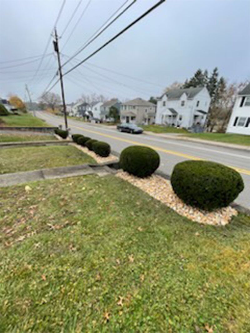 A row of bushes are lined up on the side of a road.