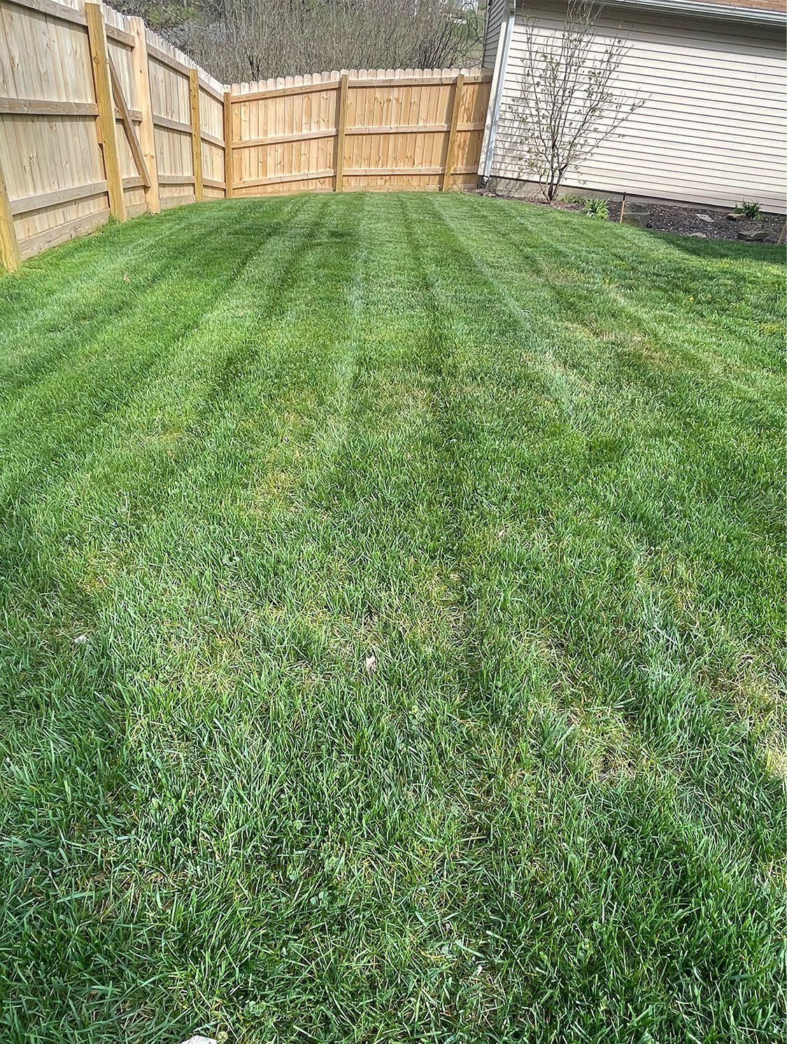 A lush green lawn with a wooden fence in the background.