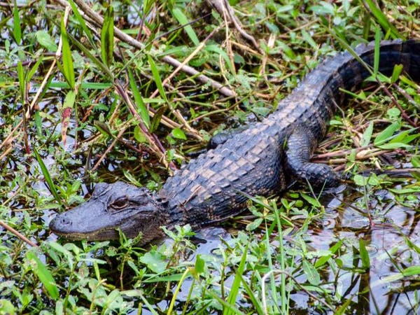 Alligator on top of swamp debris