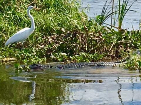 See wildlife, gators, and ospreys, on your Airboat tour of Blue Cypress Lake, Florida
