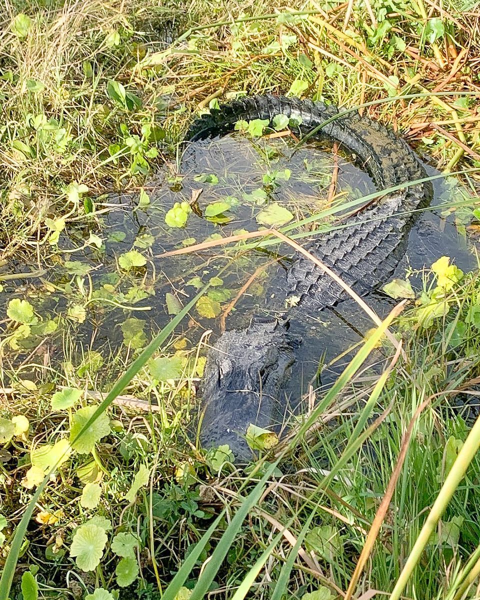 Florida Airboat Excursions, tours, Vero Beach, Florida, Lake Garcia, family friendly, all ages, bird watching, gators