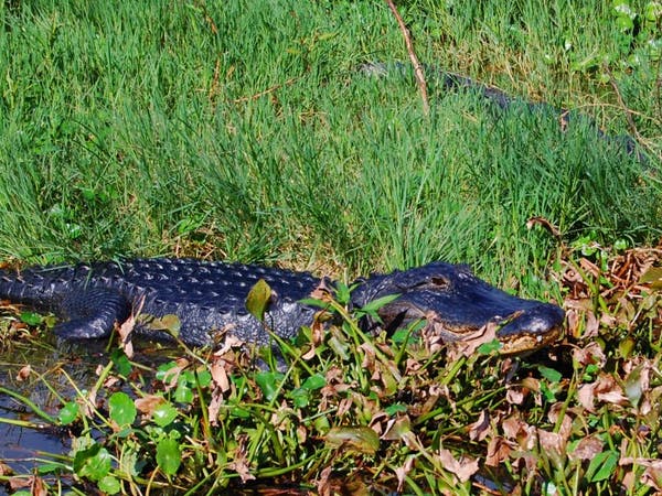 Alligator sitting on the marshlands