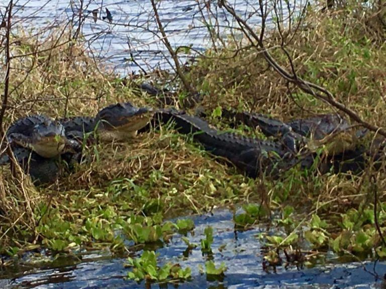 Big alligator on the river
